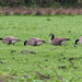 Geese in a Row by nicoleweg