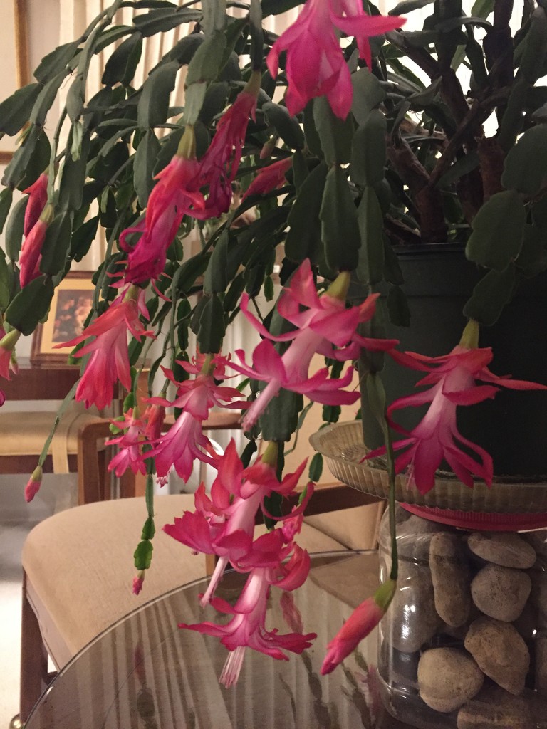 Dad’s Christmas cactus  by kchuk