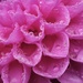 Floral petal buckets of raindrops by maureenpp