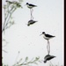 Black-necked Stilts I Discovered Today in a Nearby Marsh by markandlinda