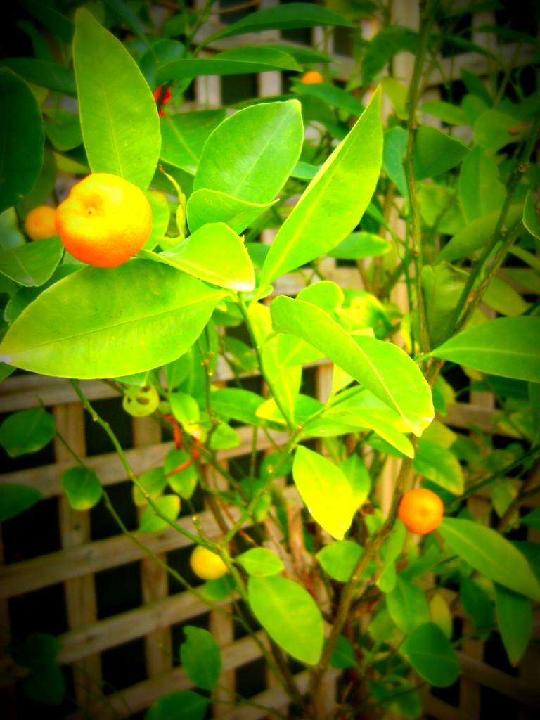 Cumquats by marguerita