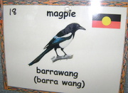 22nd Jun 2018 - Barrawang - magpie