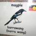 Barrawang - magpie by marguerita