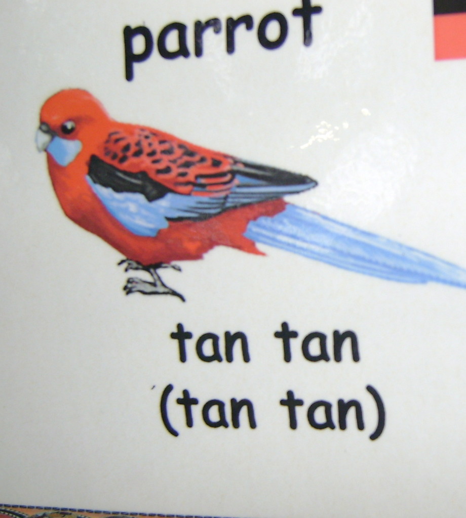 Tan tan - parrot by marguerita