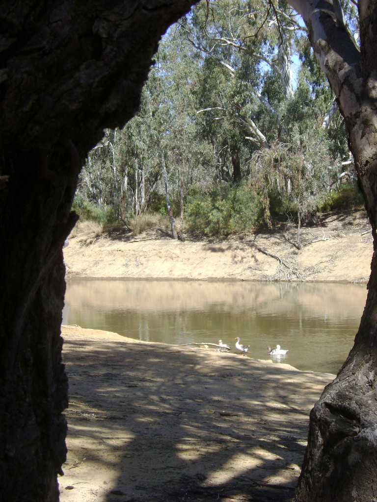 Looking through to the Campaspe River by marguerita