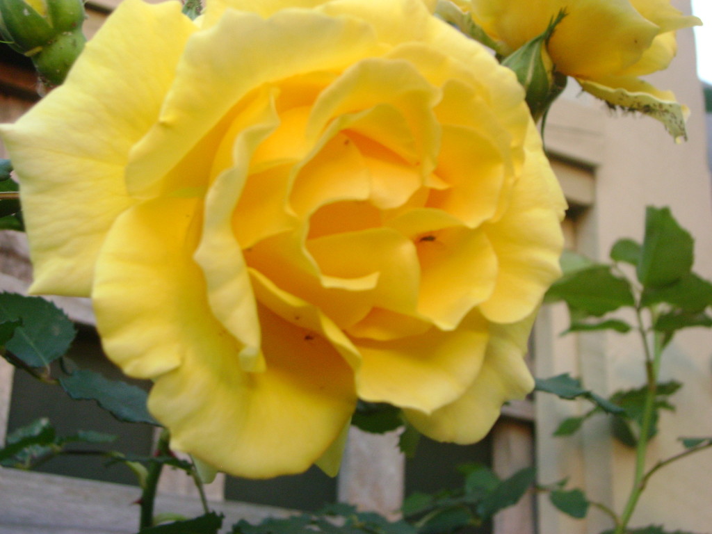 Marg's rose by marguerita