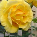 Marg's rose by marguerita