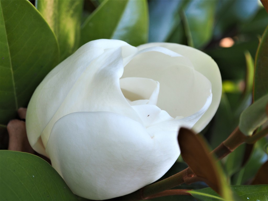 Magnolia flower  by Dawn