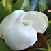 Magnolia flower  by Dawn