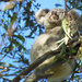 pondering life by koalagardens
