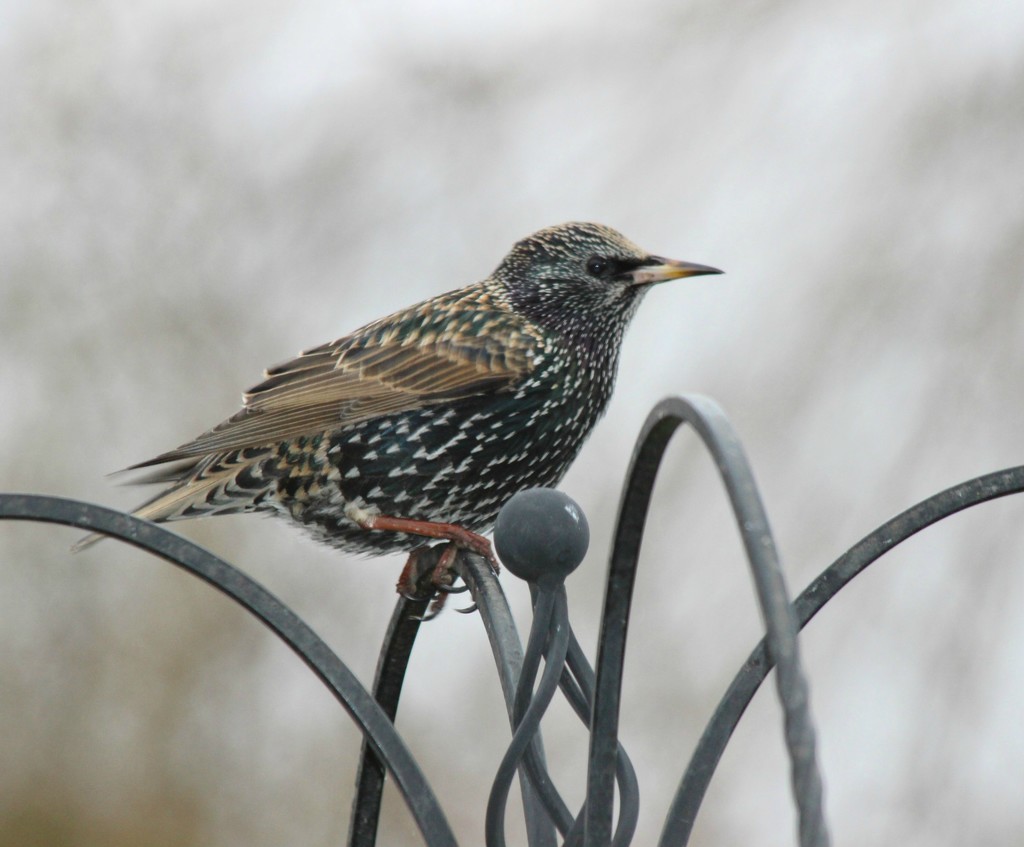 Starling . by wendyfrost