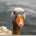 Greylag Goose by carolmw