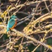 Kingfisher by padlock