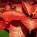 More poinsettias by mittens