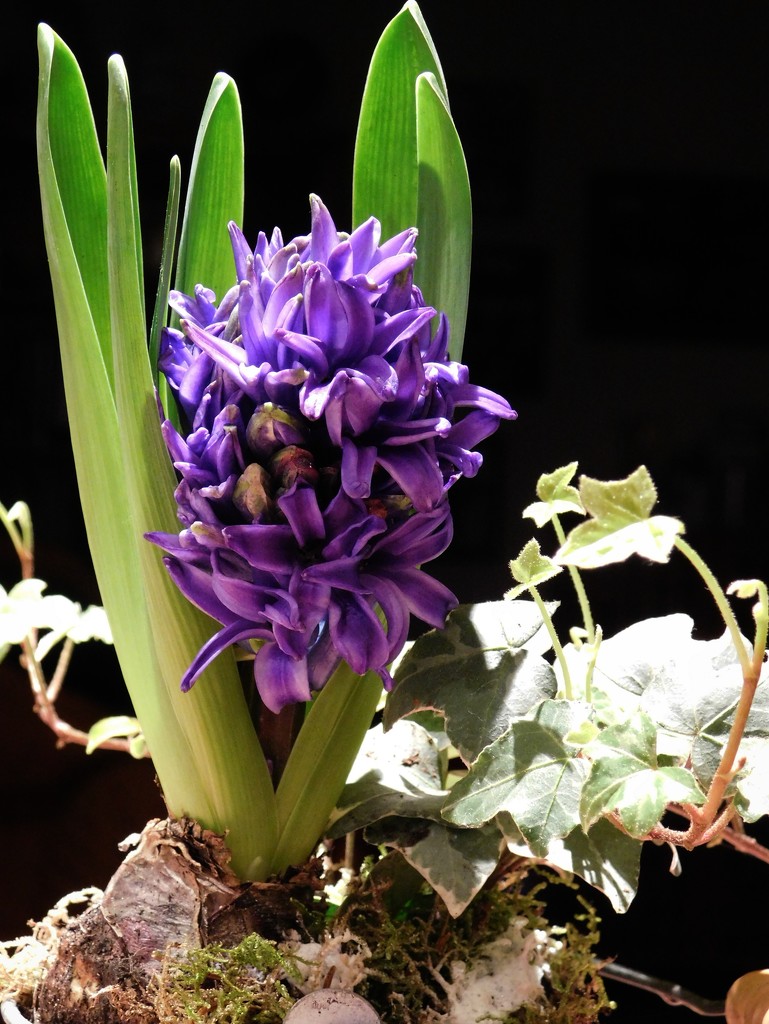  Hooray for my Hyacinth! by 365anne
