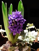 12th Jan 2019 -  Hooray for my Hyacinth!