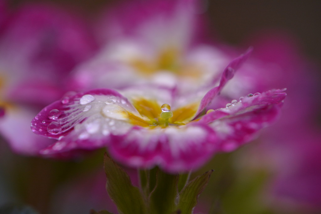 Primrose with droplets....... by ziggy77