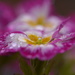 Primrose with droplets....... by ziggy77
