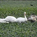  Swan Family in a Field by susiemc