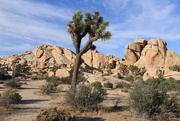 22nd Apr 2018 - Joshua Tree