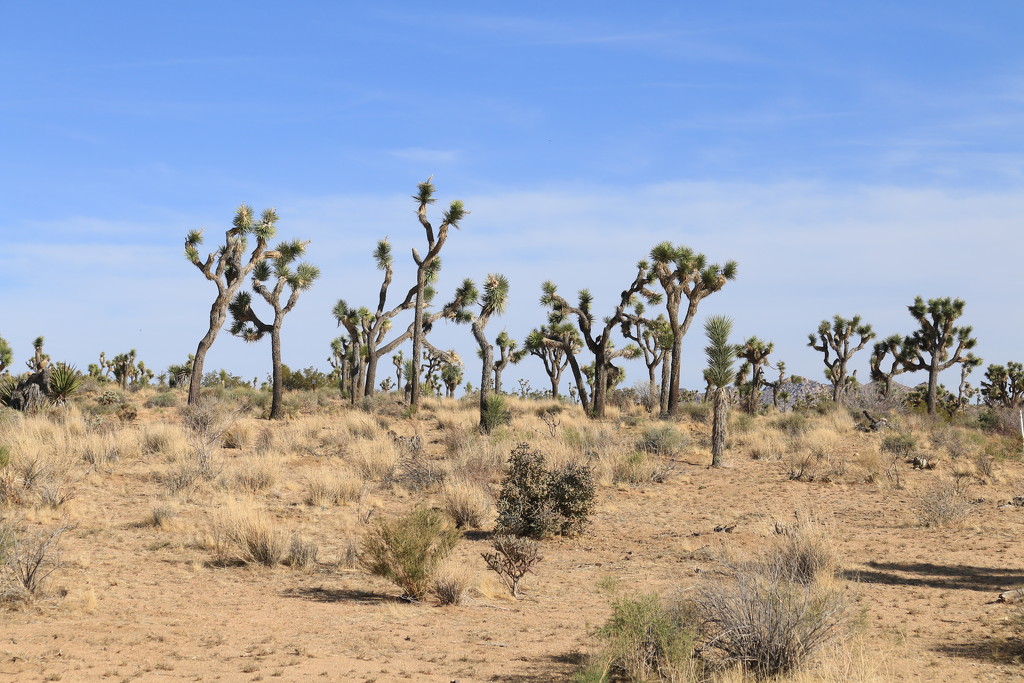 Joshua Tree by hellie