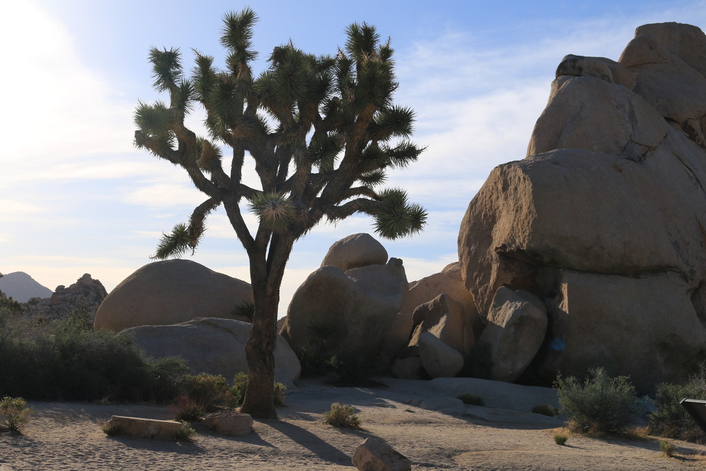 Joshua Tree by hellie