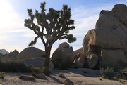 20th Apr 2018 - Joshua Tree