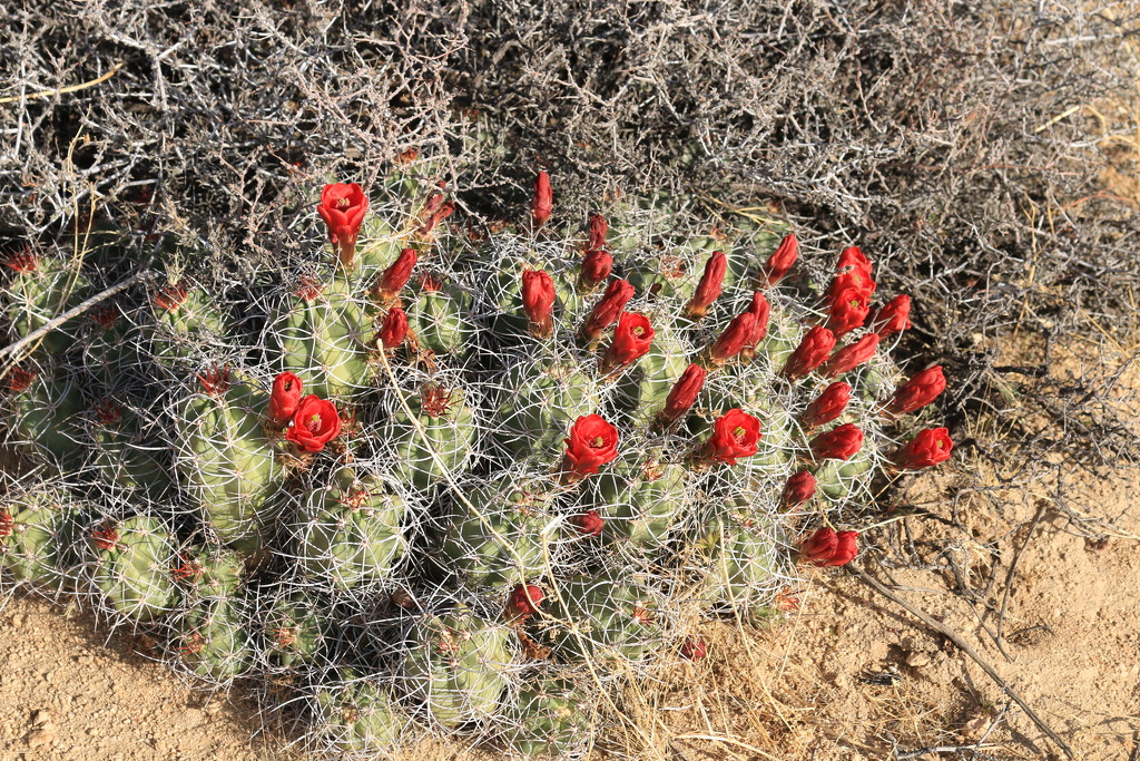 Flowering cacti. by hellie