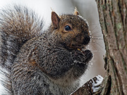 12th Jan 2019 - cold squirrel