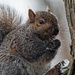 cold squirrel by rminer
