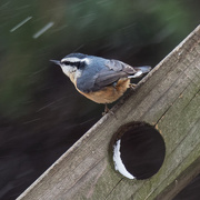 12th Jan 2019 - red-breasted nuthatch