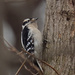 downy woodpecker tree by rminer