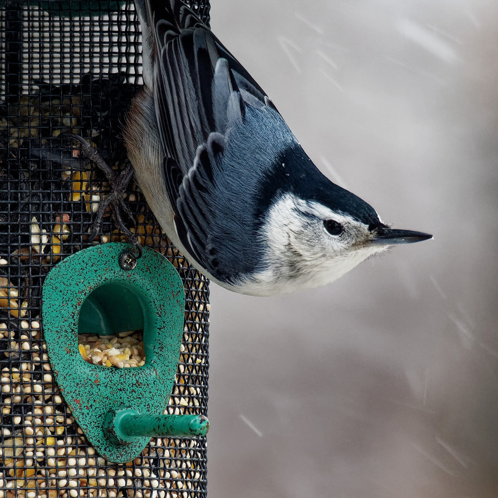 White breasted nuthatch by rminer