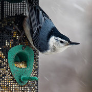 12th Jan 2019 - White breasted nuthatch