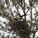 LHG_3595 New Eagle nest by rontu