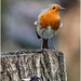 Robin Redbreast by pcoulson