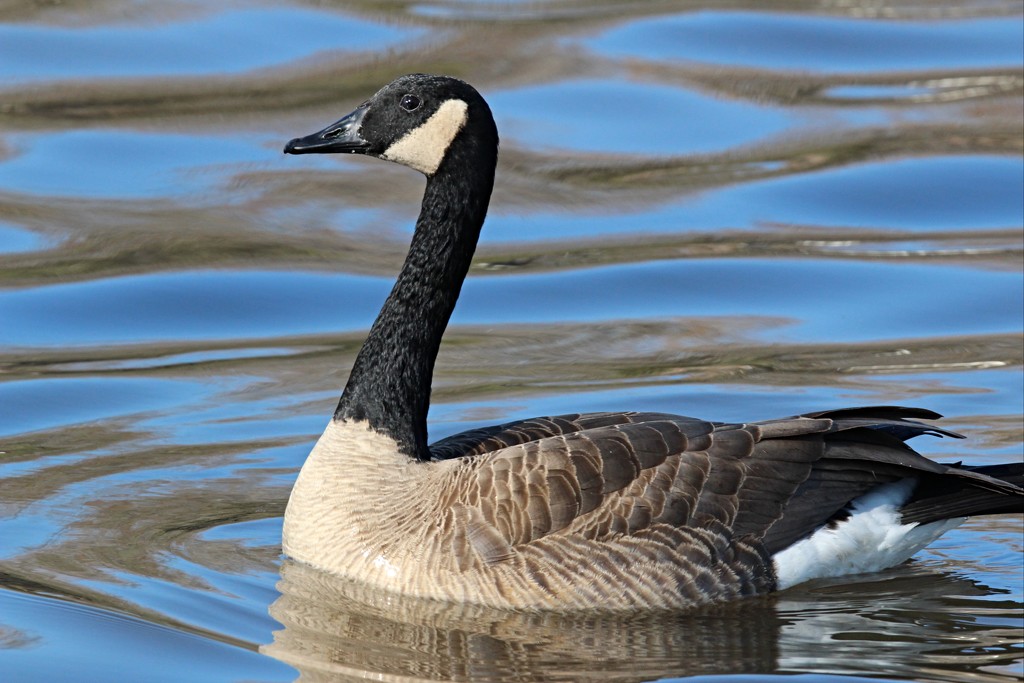 Canadian Goose by melinareyes
