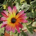 My Favorite Spot of Color in My Garden by markandlinda