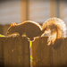 Mr Squirrel in the Sunlight! by rickster549