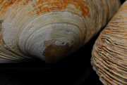 12th Jan 2019 - clam shells