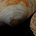 clam shells by summerfield