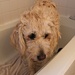 I Hate Baths! by harbie