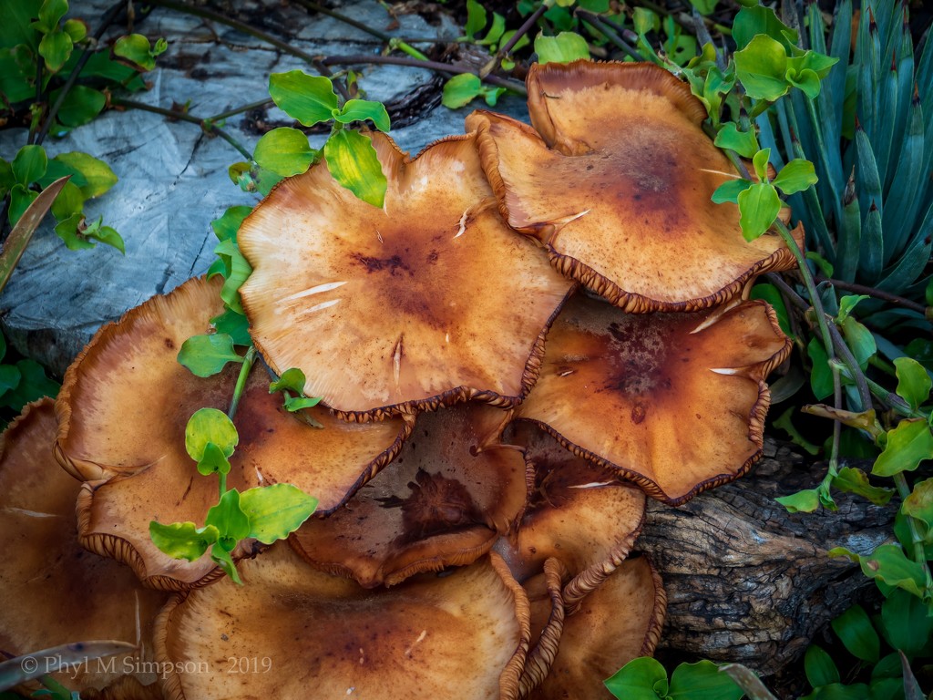 Wild Mushrooms On The Corner  by elatedpixie