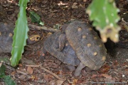 2nd Feb 2019 - Friendly Tortoise