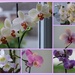 My Orchids by foxes37