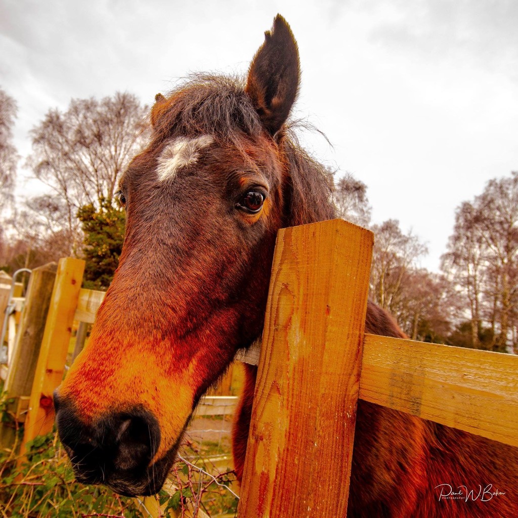 Horse in the New Forest by paulwbaker