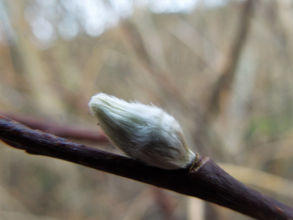 First bud of the year by etienne