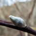 First bud of the year by etienne