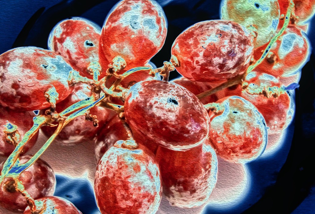 Grapes 2 by kvphoto