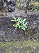 13th Jan 2019 - Weeds growing in a wall